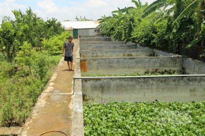 Mở trang trại baba, bán con giống thương phẩm mỗi năm thu 3 tỷ đồng