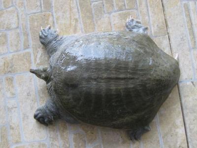 NUÔI BA BA – MÔ HÌNH MỚI GIÚP NÔNG DÂN LÀM GIÀU